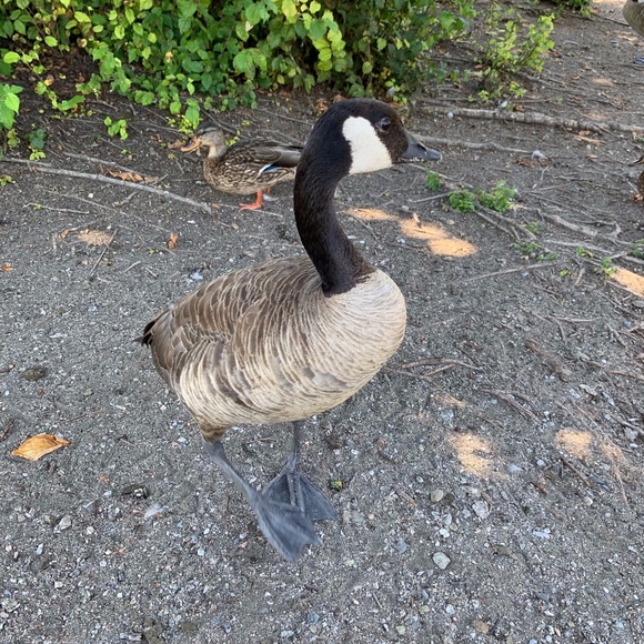 Meet your Posher, Elisa - Picture 1 of 1